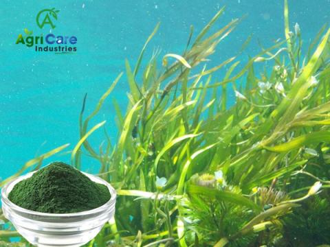 Green Sea Weed